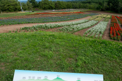 Hana Tento Flower Park