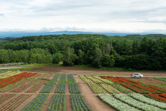 Hana Tento Flower Park