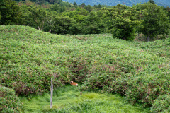Shari, Shiretoko Goko National Park, Shiretoko Peninsula, 斜里, 知床五湖, 知床半島