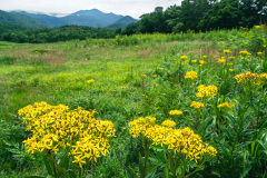 Shari, Shiretoko Peninsula, 斜里, 知床半島