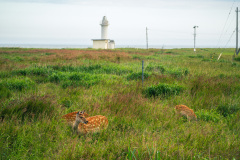 Notsuke Peninsula, Notsuke Spit Lighthouse, Shibetsu, 士別市, 野付半島, 野付埼灯台