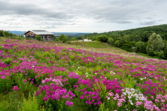 Abashiri, Abashiri Phlox Park, 網走