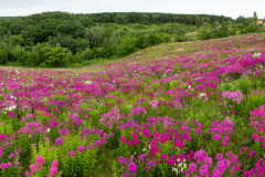 Abashiri, Abashiri Phlox Park, 網走
