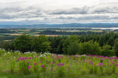Abashiri, Abashiri Phlox Park, 網走