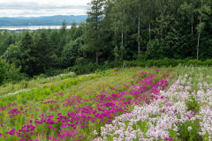 Abashiri, Abashiri Phlox Park, 網走