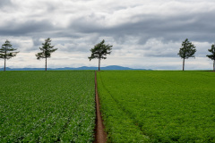 Abashiri, Meruhen-no-oka fairy tale hill, Ozora, Ōzora, 大空町, 網走