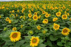 Abashiri, Ozora, Sunflower Field, Ōzora, 大空町, 網走
