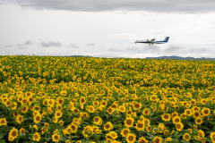 Abashiri, Ozora, Sunflower Field, Ōzora, 大空町, 網走
