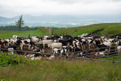 900 Grassland Observation Deck, 900草原 展望台, Kawakami, Teshikaga, 川上, 弟子屈