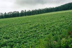 Road To The Sky start point, Shari, 斜里