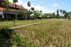 Bebek Bengil Ubud, Ubud