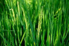 Kajeng Rice Field, Ubud