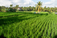 Kajeng Rice Field, Ubud