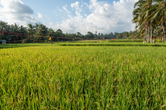 Kajeng Rice Field, Ubud