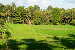 Kajeng Rice Field, Ubud