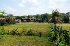 Paon Adua Ubud, Ubud