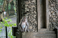 Monkey Forest, Ubud