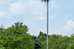 Campuhan Ridge Walk, Ubud