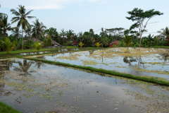 Campuhan Ridge Walk, Ubud
