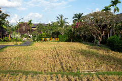 Pison, Ubud