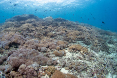 P8250175