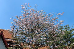 Mueang Chiang Mai