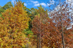 Pingshan, Shenzhen, Toupi Park, 坪山, 头陂公园