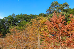 Pingshan, Shenzhen, Toupi Park, 坪山, 头陂公园