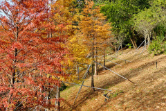 Pingshan, Shenzhen, Toupi Park, 坪山, 头陂公园