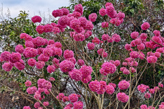 Pingshan, Shenzhen, Toupi Park, 坪山, 头陂公园