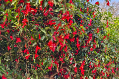 Guifeng Mountain National Forest Park, Jiangmen, Xinhui, 圭峰山国家森林公园, 新会, 江门