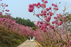 Green Beauty Ecological Park, Jiangmen, Xinhui, 新会, 江门, 綠美生態園
