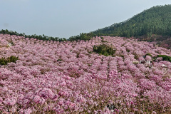 Green Beauty Ecological Park, Jiangmen, Xinhui, 新会, 江门, 綠美生態園
