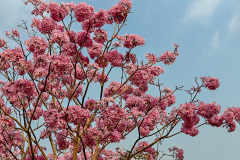 Green Beauty Ecological Park, Jiangmen, Xinhui, 新会, 江门, 綠美生態園
