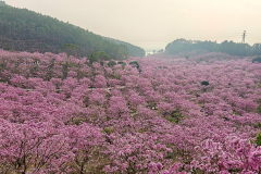 Green Beauty Ecological Park, Jiangmen, Xinhui, 新会, 江门, 綠美生態園