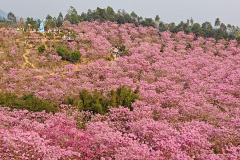 Green Beauty Ecological Park, Jiangmen, Xinhui, 新会, 江门, 綠美生態園