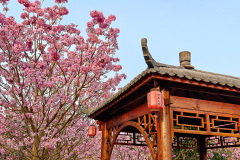 Green Beauty Ecological Park, Jiangmen, Xinhui, 新会, 江门, 綠美生態園