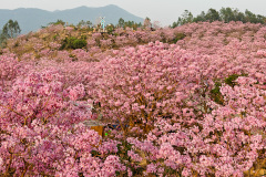 Green Beauty Ecological Park, Jiangmen, Xinhui, 新会, 江门, 綠美生態園