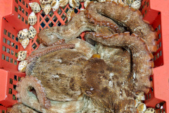 Daya Bay, Huiyang, Huizhou, Xiaoguixin Wharf, 大亚湾, 小桂新码头, 惠州, 惠阳