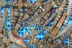 Daya Bay, Huiyang, Huizhou, Xiaoguixin Wharf, 大亚湾, 小桂新码头, 惠州, 惠阳