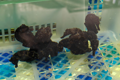 Daya Bay, Huiyang, Huizhou, Xiaoguixin Wharf, 大亚湾, 小桂新码头, 惠州, 惠阳