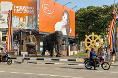 Tusker and Kandyan Drummer