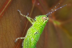 D085019