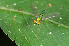 D095037