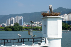Suseongmot, 수성못