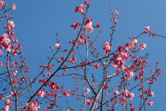 Dali, 大理