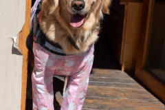 Dali, 大理, 月华路