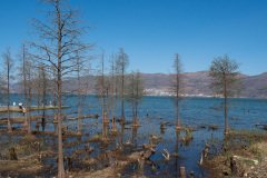 Dali, Erhai Ecological Corridor, Erhai Lake, 大理, 洱海, 洱海生态廊道