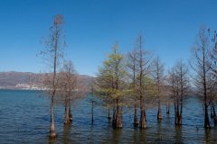 Dali, Erhai Ecological Corridor, Erhai Lake, 大理, 洱海, 洱海生态廊道