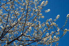 Dali, 大理, 苍山国家地质公园